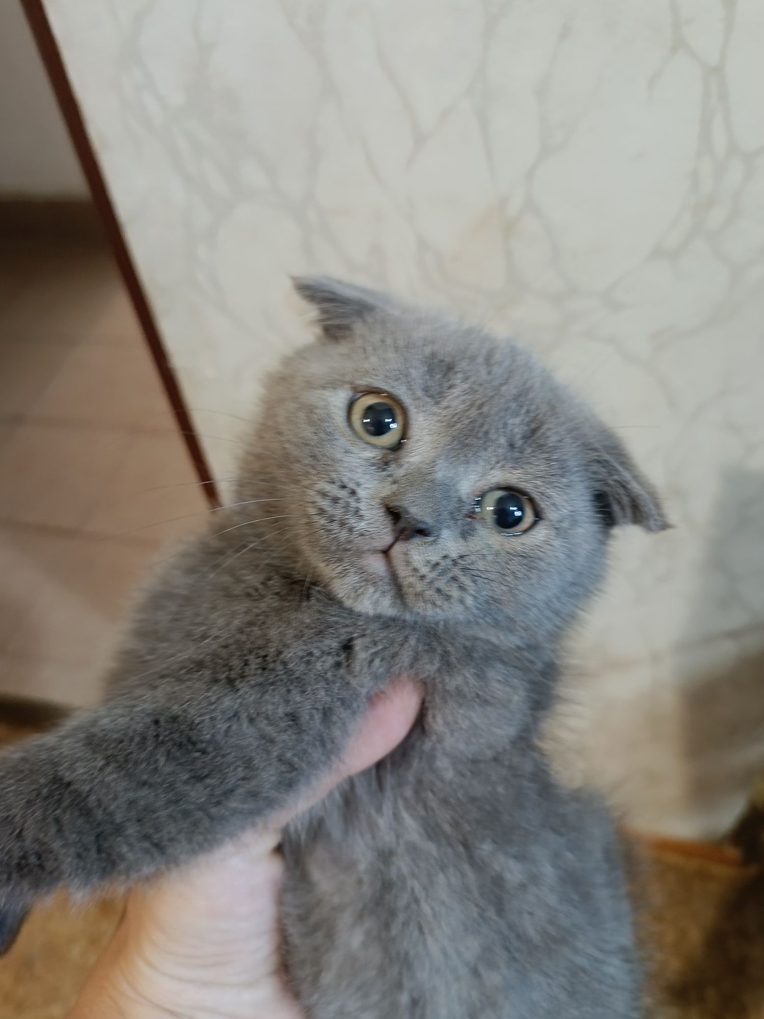 Шотландска клепоуха
