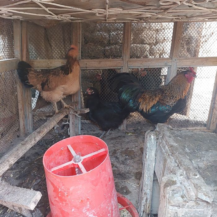 Tovuqlar sotiladi xoroz