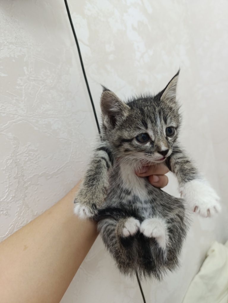 Mushuk bolalari  yaxshi qo'llarga beriladi.