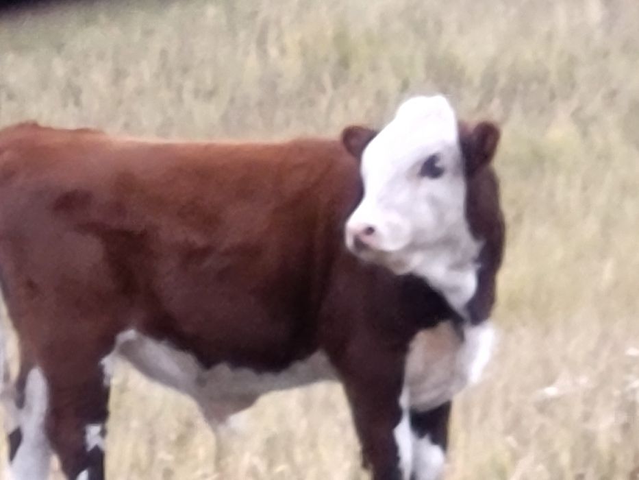 Продаю падсосных бычков около 65галов