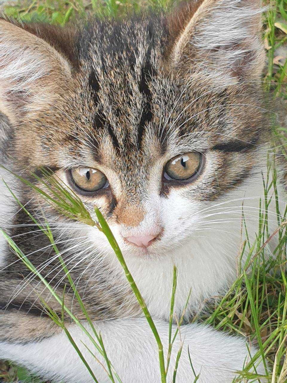 Котки за предаване в любящи ръце