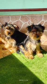 Vând căței yorkshire Terrier