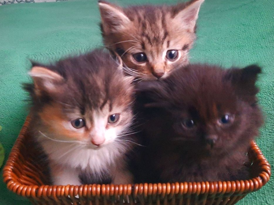 Отдам котят бесплатно