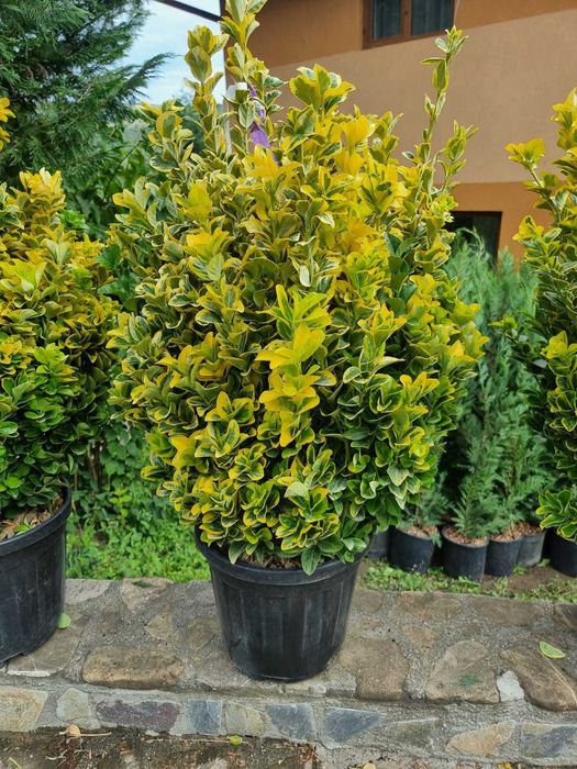 Tuia,lilandi,tei,mesteacăn,pawlonia,arțar,potinia,laur englezesc PonPo