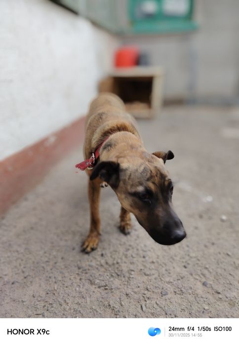 Отдам в добрые руки.