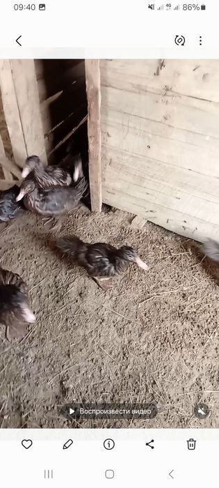 Осы уйрек сатылады или обмен ешки ге