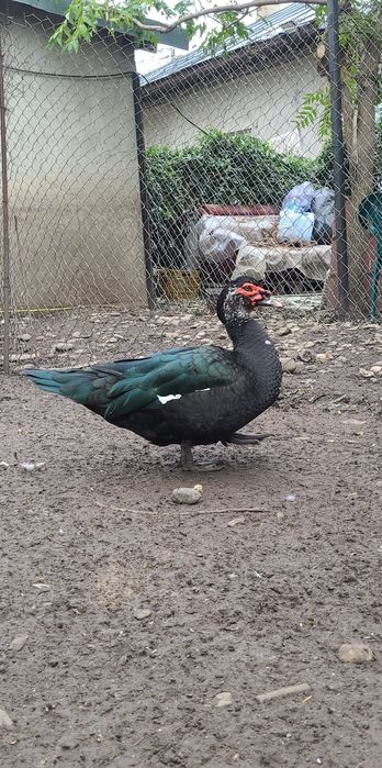 Ratoi lesesc negru 2024