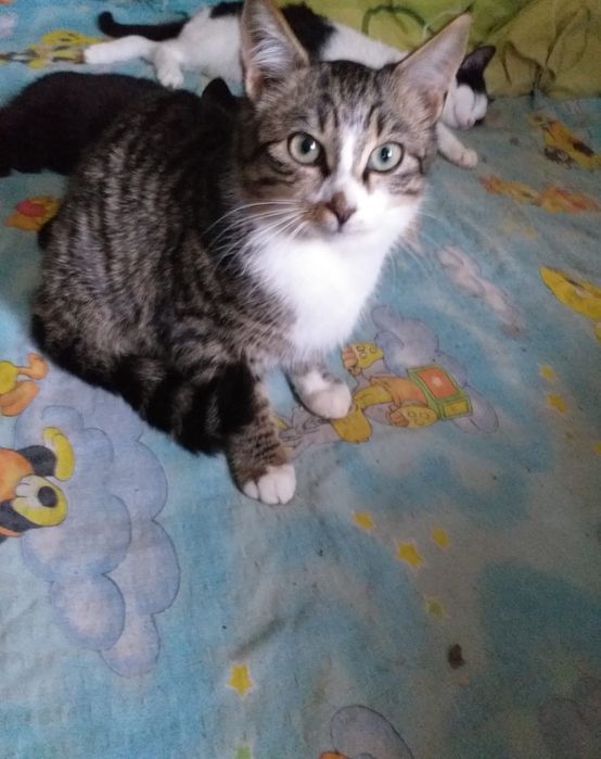 Donez pui de pisica 3- 6 luni