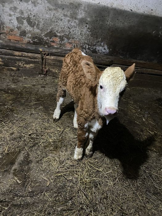 Vand doi vitei de 3 saptamani