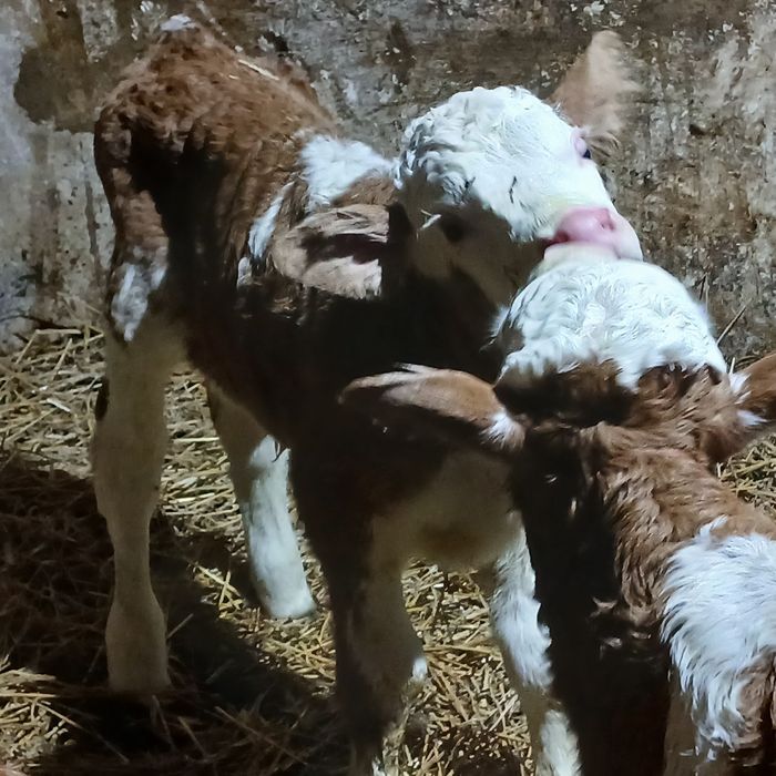 Vitei baltata romaneasca