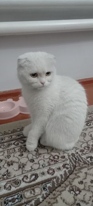 Продам Кошку  7 месяцев