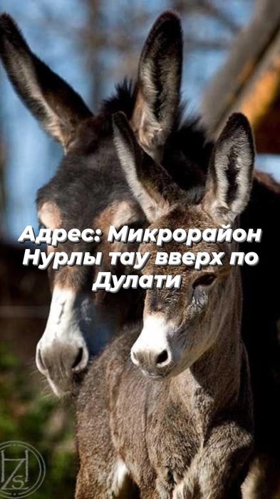 Молоко ослицы продам