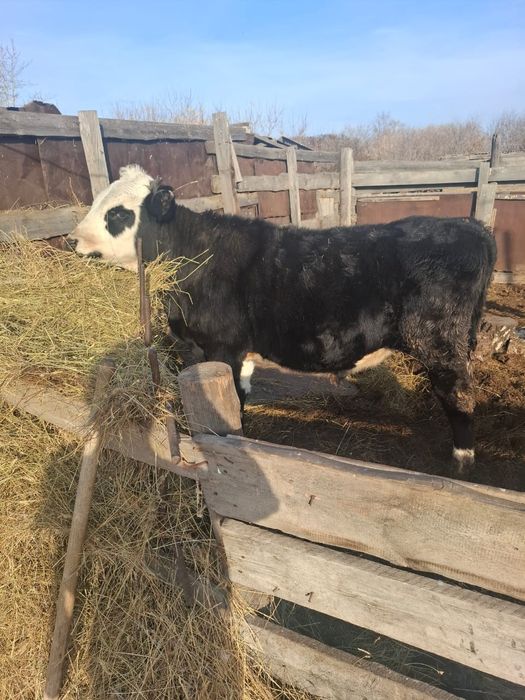 Продам карову и быка,если забираете сразу двух,будет торг