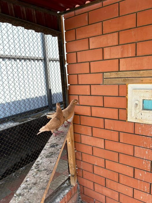 Продам породистых голубей