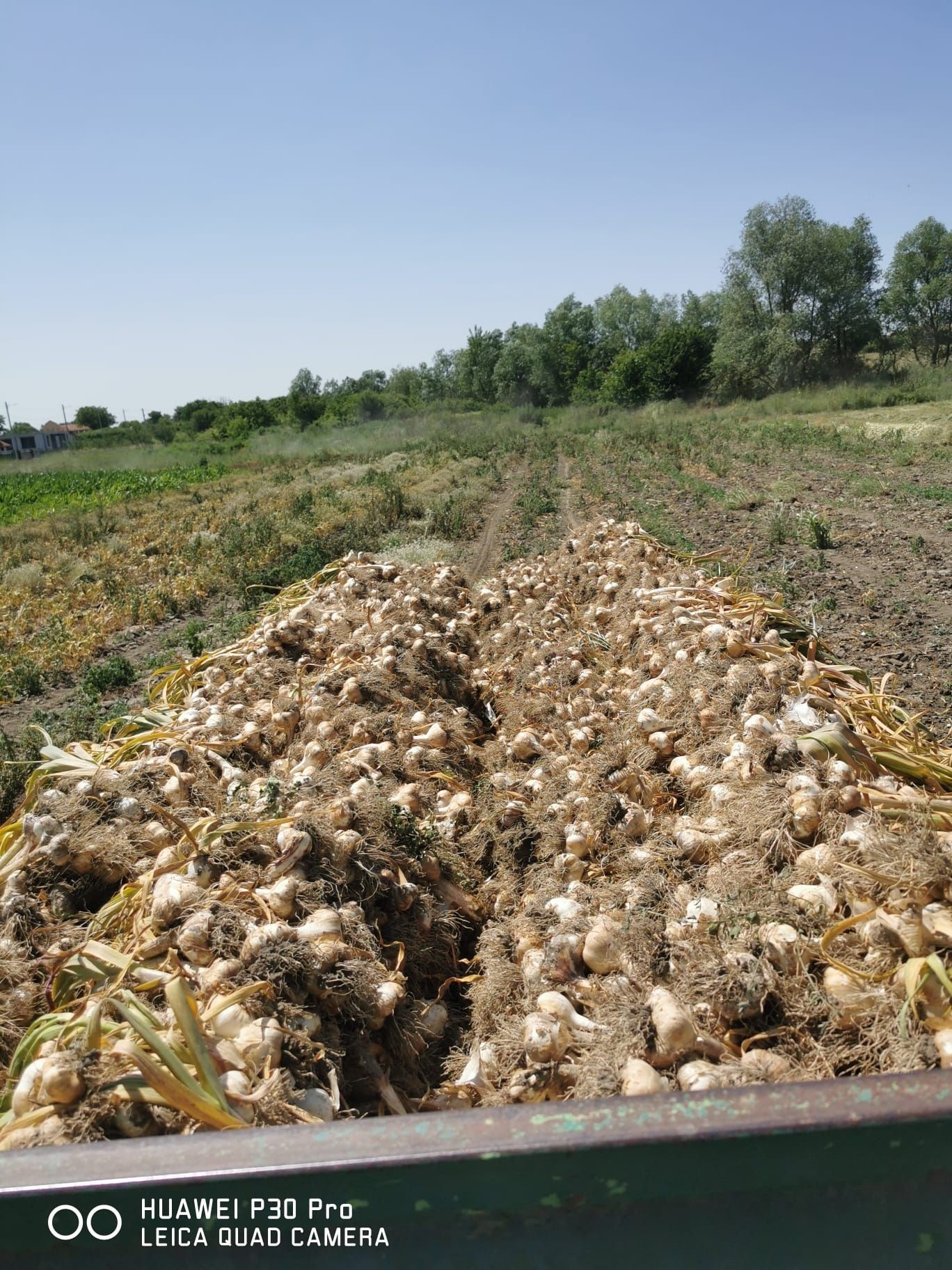 Usturoi de vânzare urmează și ceapa