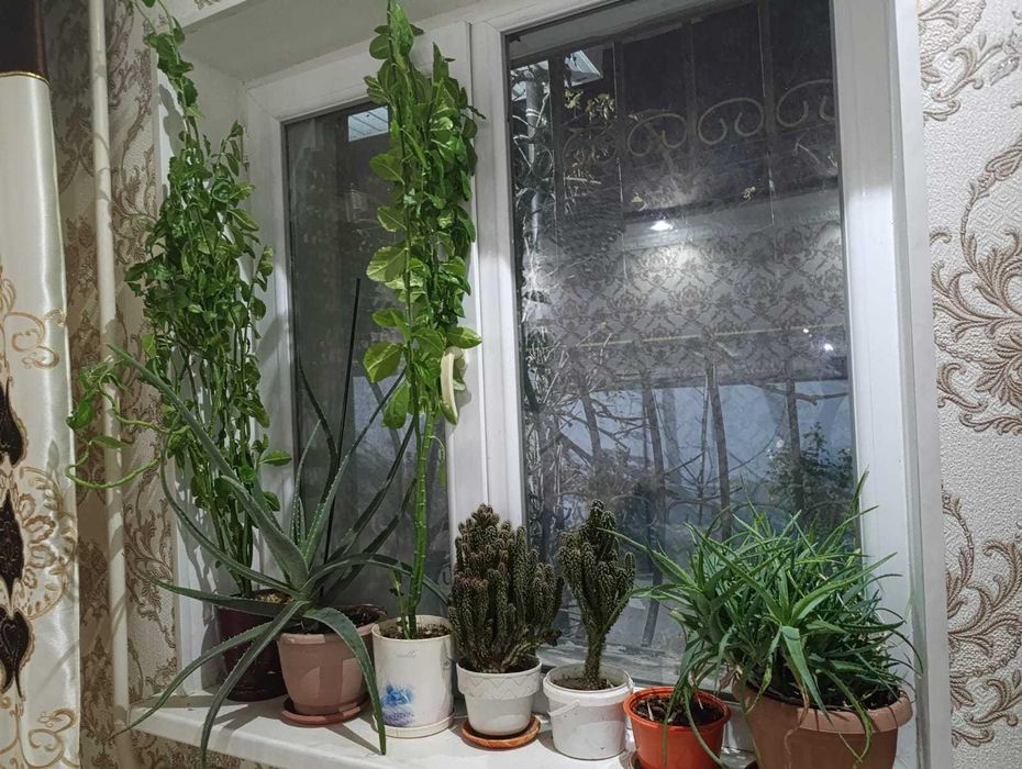 Продам растение разный два вида алое рео тёщин язык доллар ,кактусы