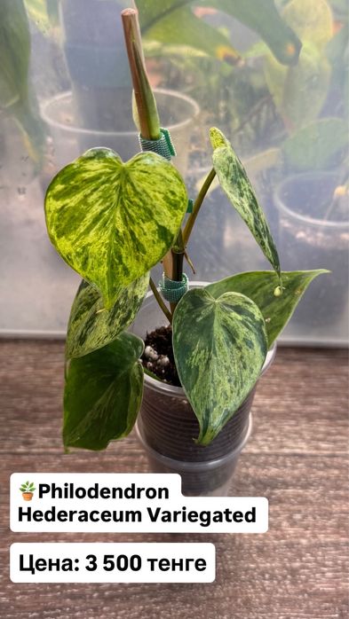Филодендрон Хедерацеум Вариегатный