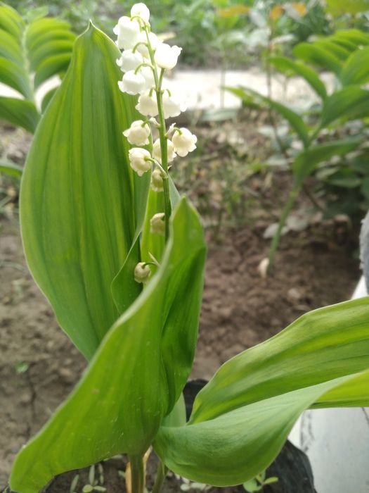 Камеб ва кадимий ландыш гул нихоллари сотилади