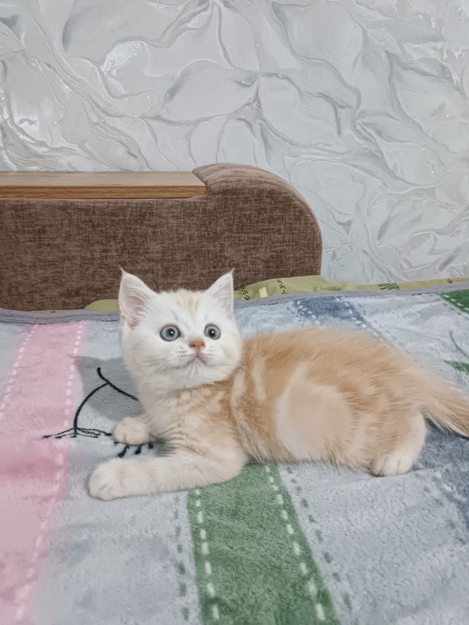 Продаётся чистокровный британский котёнок скоттиш-страйт