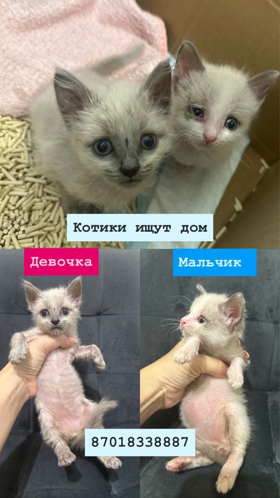 Отдам котят в добрые руки