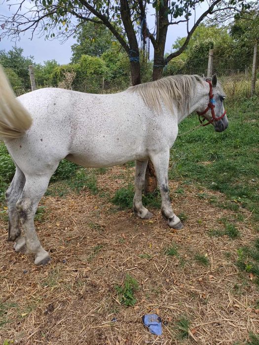Ieapă de vânzare