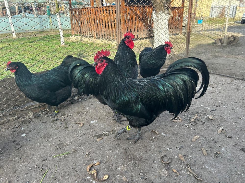 Cocoși Australorp