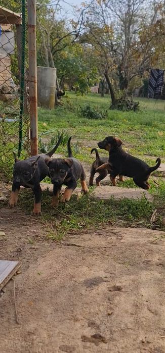Подарявам Кученца , останаха ми 2 бр