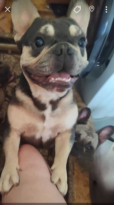 Продавам френски булдог