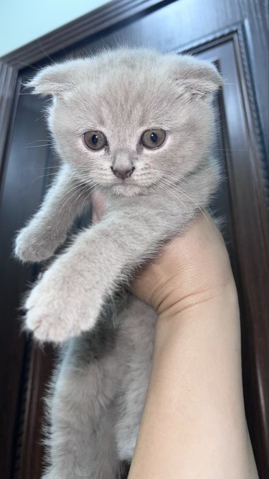 Котята шотландские вислоухие