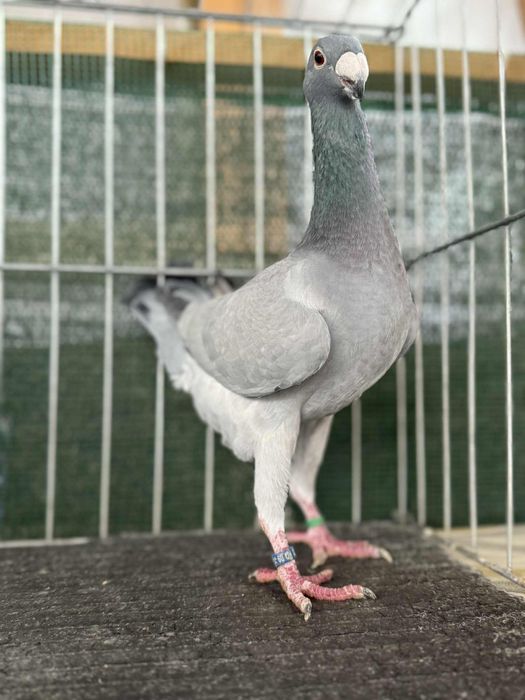 Voiajori germani Barless