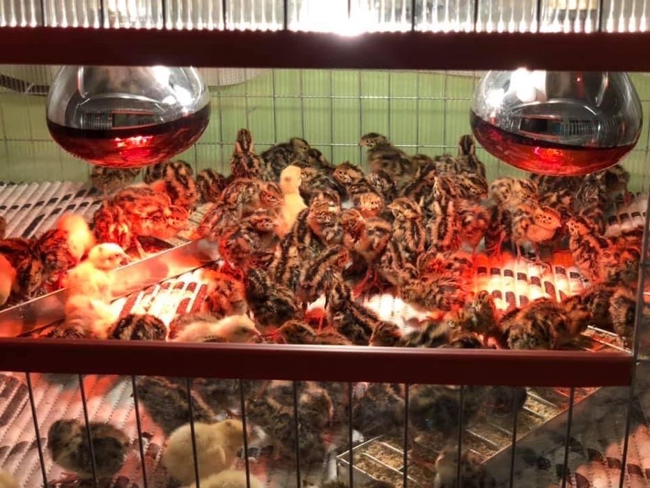 Pui Prepelite oua Custi capcane maternitati