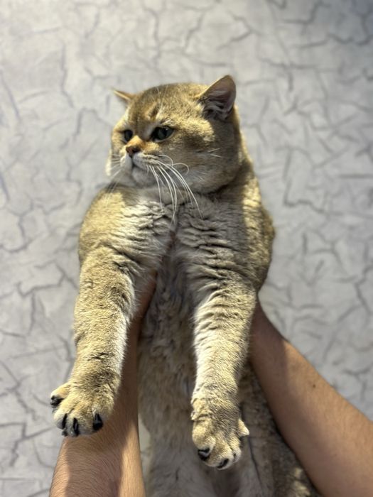 Vyazka Shinshilla вязка кот шиншилла