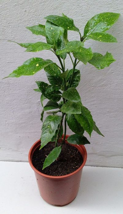 Аукуба японская (Aucuba japonica) или "Золотое дерево". Цветы для дома