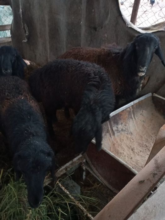 Qo'chqorlar sotiladi.