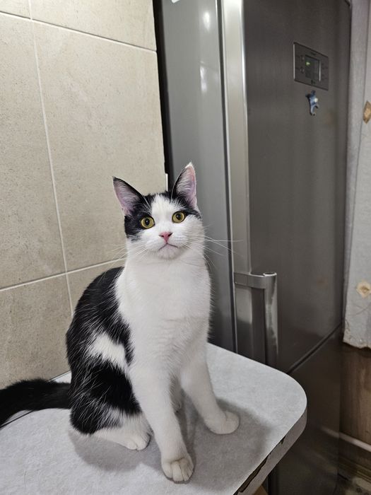 Кот мальчик ищет дом, отдаётся кот в добрые руки