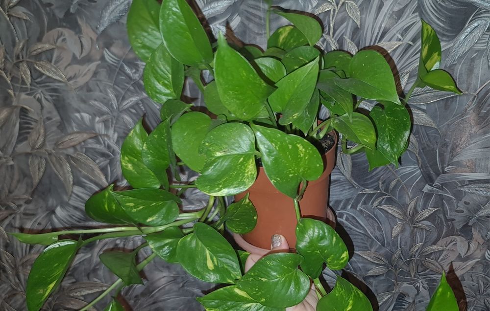 Продам Эпипремнум (сциндапсус) золотистый