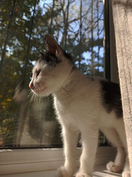 Тони ищет семью и дом!