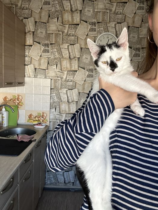 Отдам котенка мальчик 3 месяца