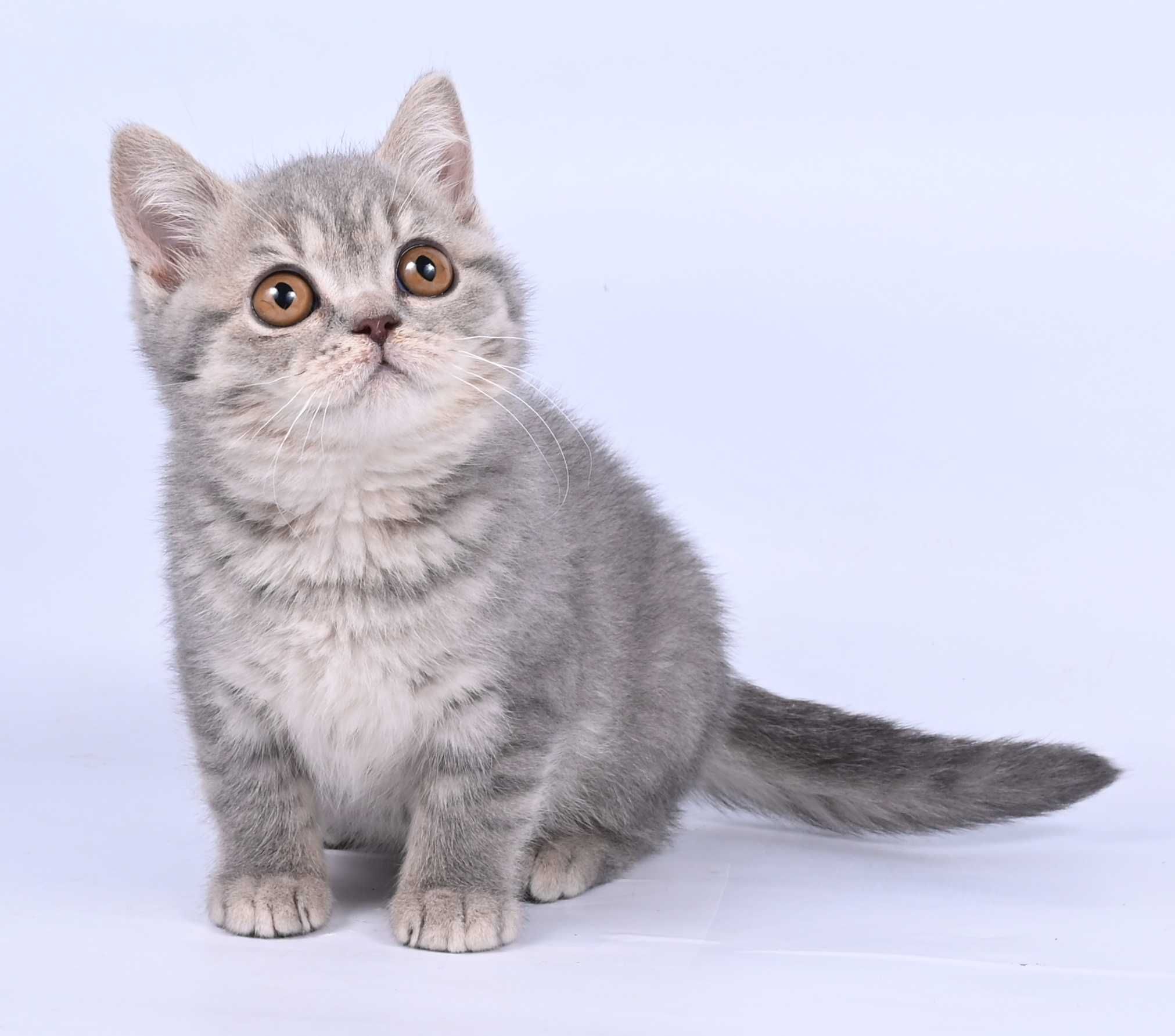 Pisicui British Shorthair