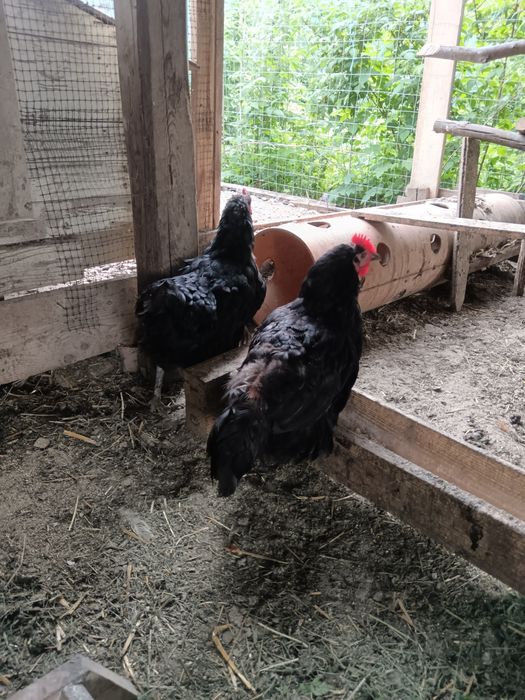 Australorp de vanzare