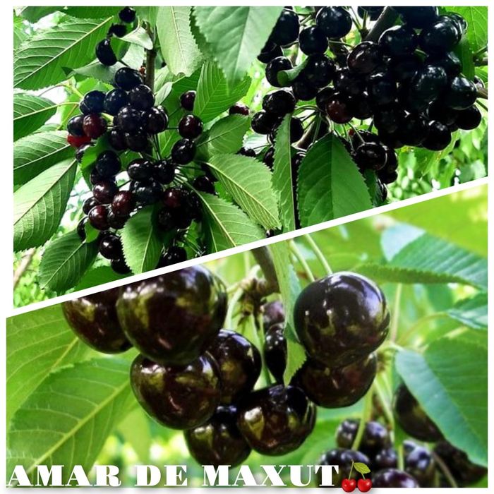 Cires (Soiul Amar de Maxut )