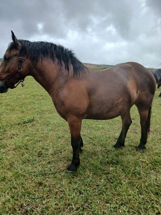 Vand manza în vârstă de 3 ani