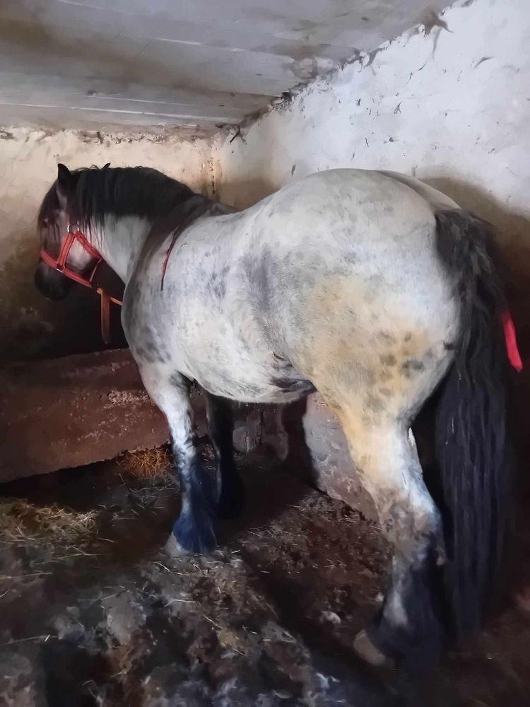 Vand/iapa dela miutescu 4 ani pret la tel