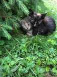 2 pisicute spre adoptie