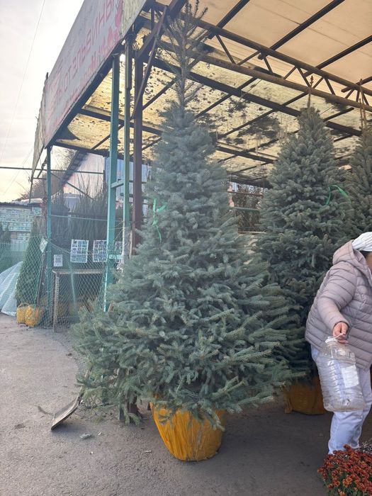 Елки Ель голубая купить в Алмате от питомника напрямую