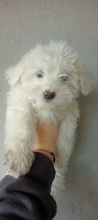 Bichon havanez de vânzare