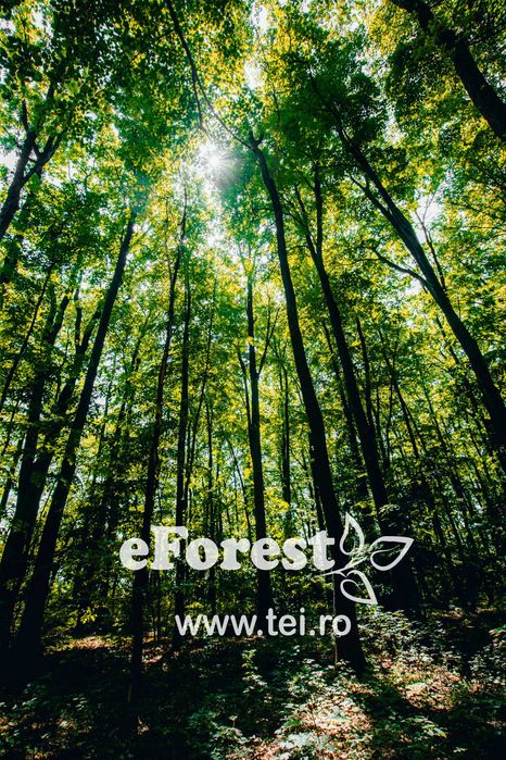 Loturi de casă 720 - 900 mp, langă Pădure în eForest, acces asfaltat