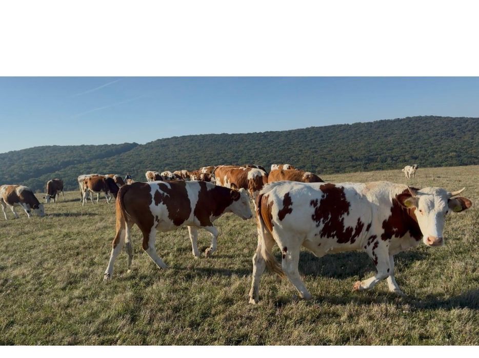 Vaci, juninci, viței