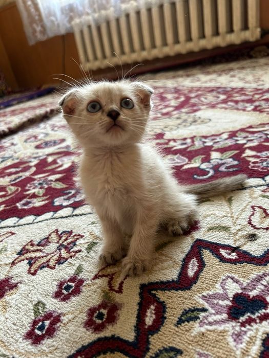 Отдам котят в хорошие руки