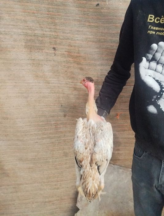 Madakaskar mokiyonchalar sotilad. i dakan